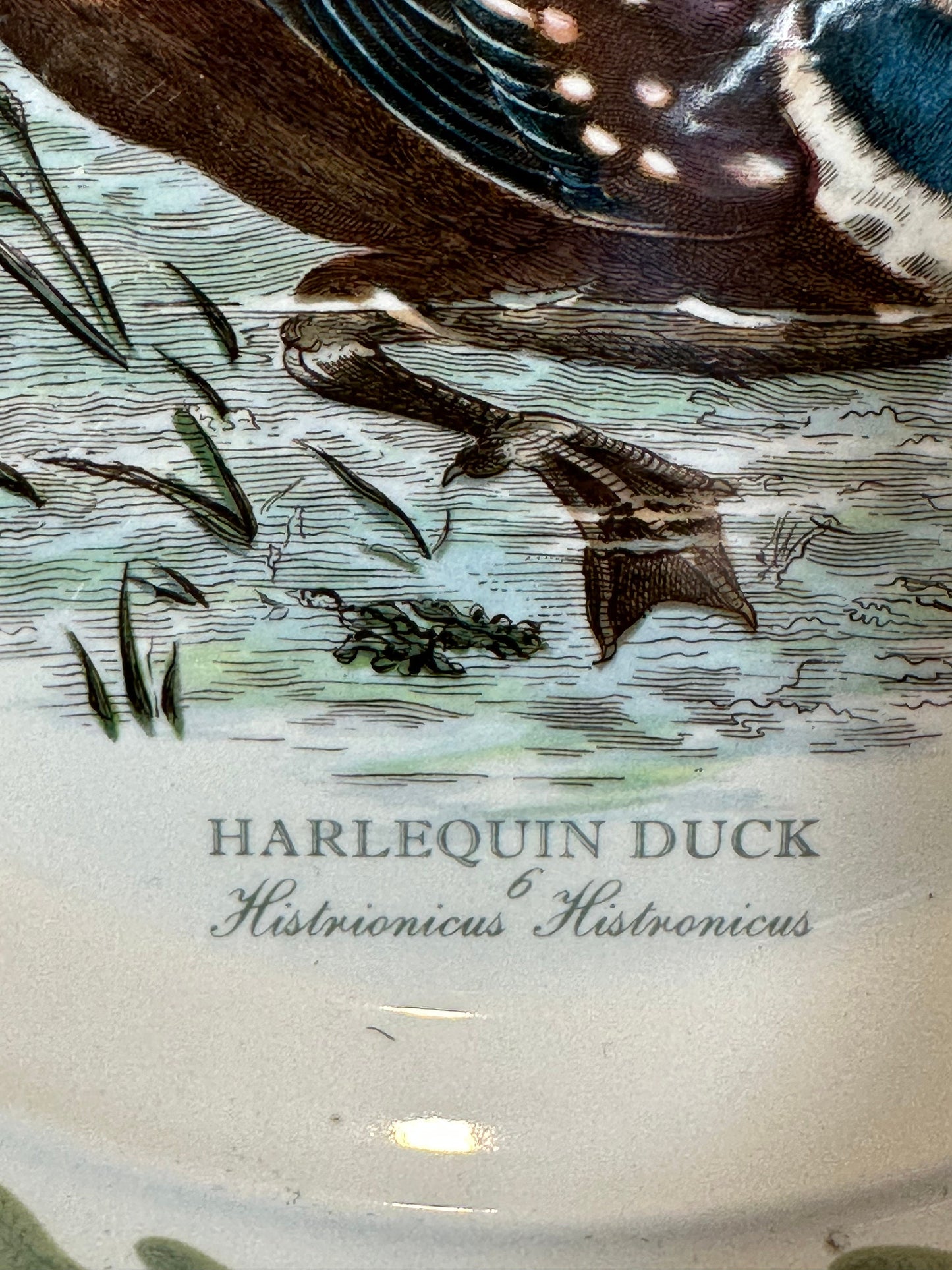 Earthenware Plate, Harlequin Duck, by Portmeirion, Made in England, Vintage 1970